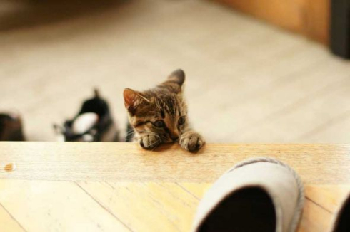 胸元 子猫 お父さん