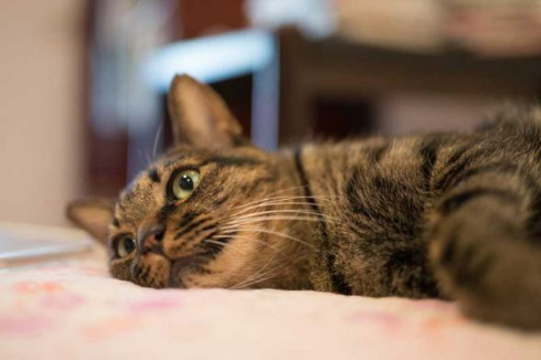 胸元 子猫 お父さん