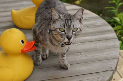 胸元 子猫 お父さん