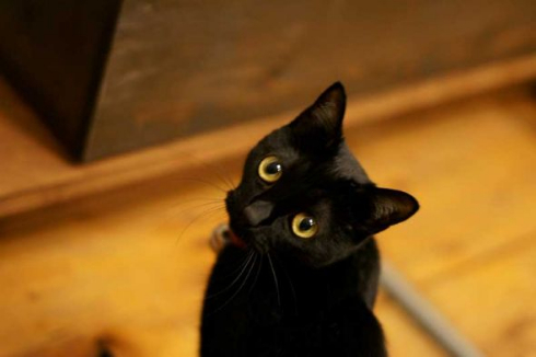 胸元 子猫 お父さん