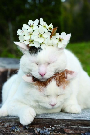 のせ猫BIG