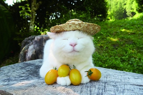 のせ猫BIG