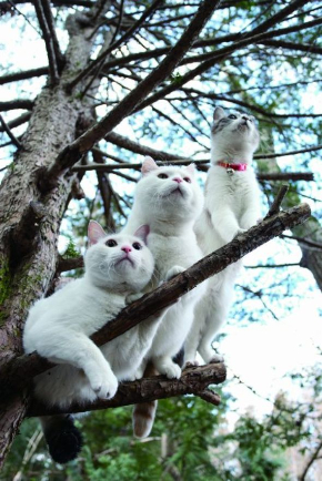 のせ猫BIG