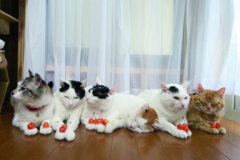 のせ猫BIG