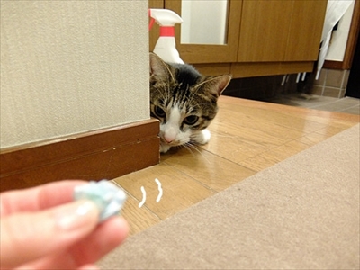 柴犬ひかりといちごと猫ミルキー