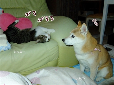 柴犬ひかりといちごと猫ミルキー