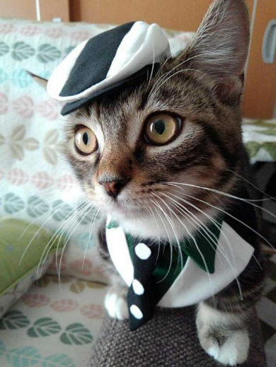 猫 スタイ おしゃれ タイバニ