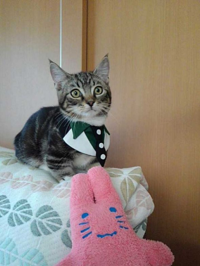 猫 スタイ おしゃれ タイバニ