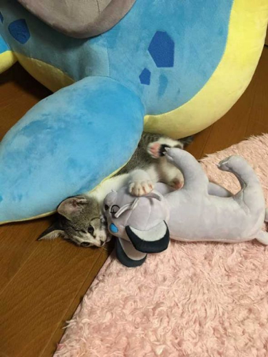 ラプラス 子猫 ぬいぐるみ