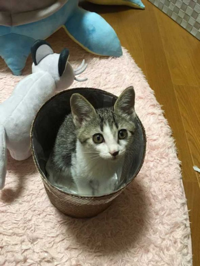 ラプラス 子猫 ぬいぐるみ