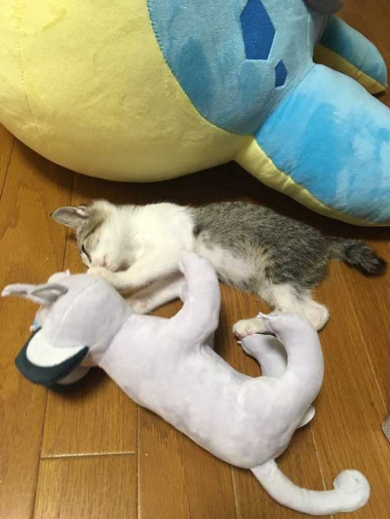 ラプラス 子猫 ぬいぐるみ