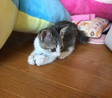 ラプラス 子猫 ぬいぐるみ