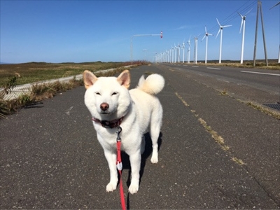 白柴『きなこ』のお気楽ブログ