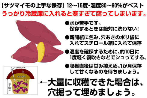 さつまいもの正しい保存方法、甘くする方法