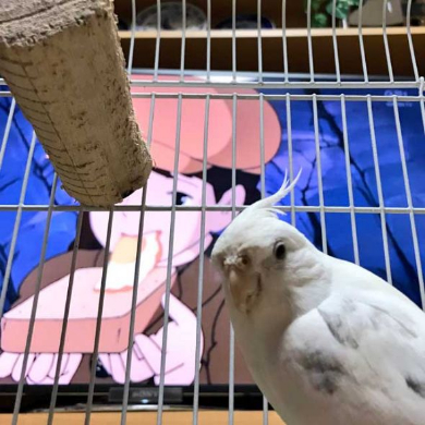 インコ トトロ 歌 映画 ラピュタ