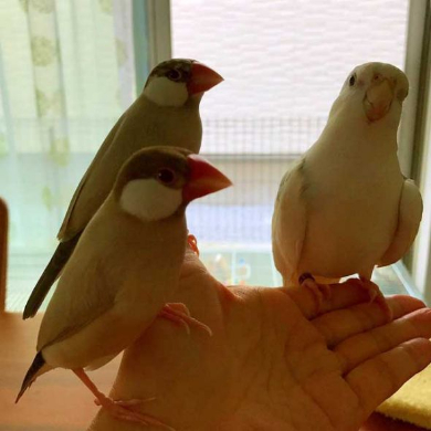 インコ トトロ 歌 映画 ラピュタ