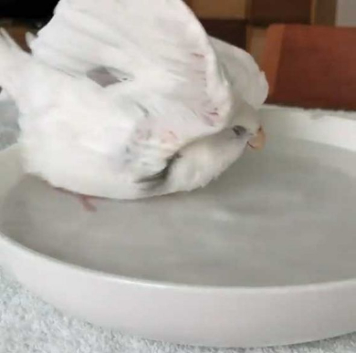 インコ トトロ 歌 映画 ラピュタ