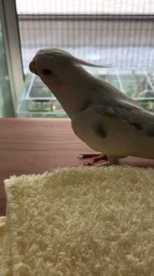インコ トトロ 歌 映画 ラピュタ