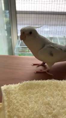 インコ トトロ 歌 映画 ラピュタ