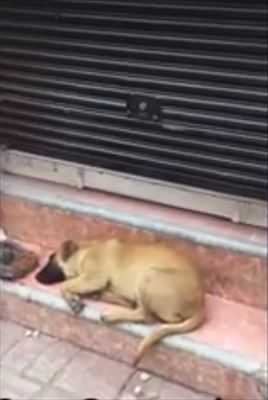 犬