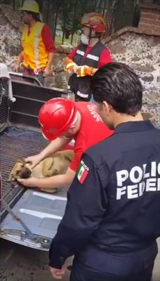 犬