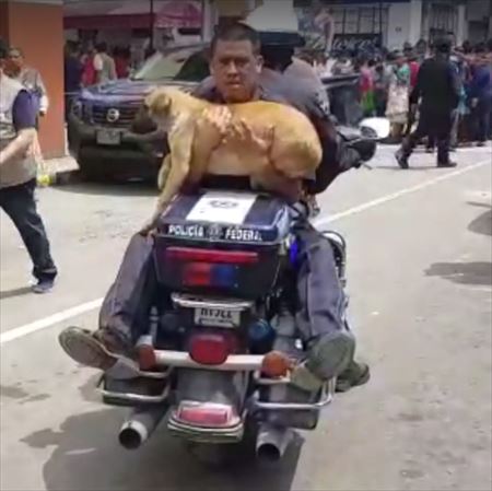 犬