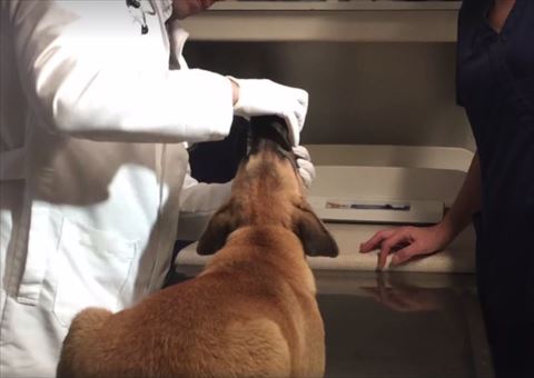 犬