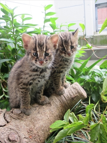 京都市動物園ツシマヤマネコ