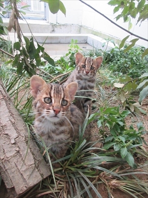 京都市動物園ツシマヤマネコ