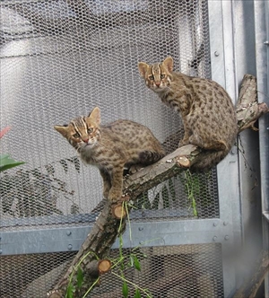 京都市動物園ツシマヤマネコ