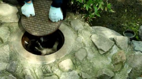 アライグマ マンホール アライさん