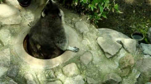 アライグマ マンホール アライさん