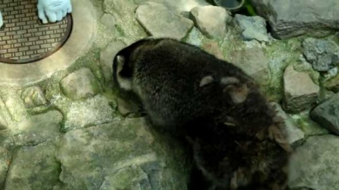 アライグマ マンホール アライさん