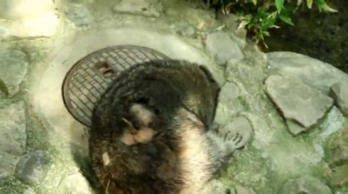 アライグマ マンホール アライさん
