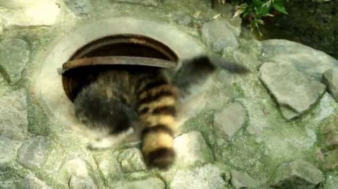 アライグマ マンホール アライさん