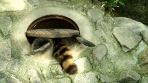 アライグマ マンホール アライさん
