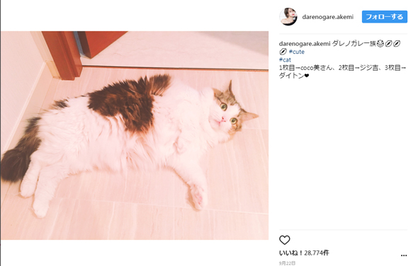 ダレノガレ明美 猫 虐待