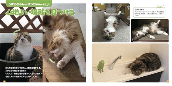 ねこのおしごと