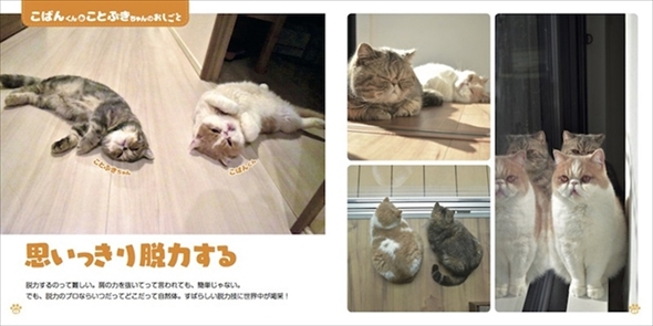 ねこのおしごと