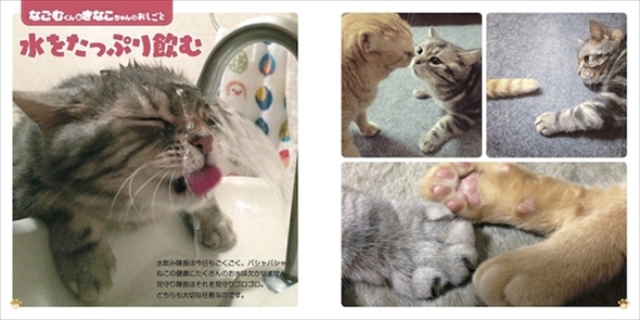 ねこのおしごと