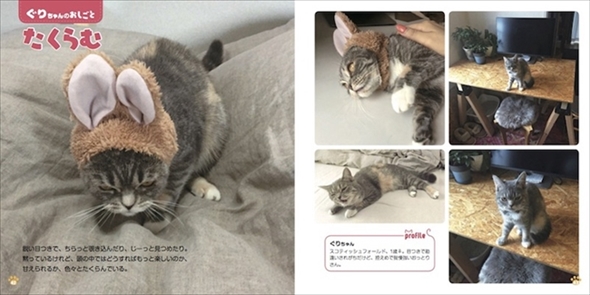 ねこのおしごと