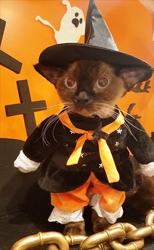 猫家大宮店