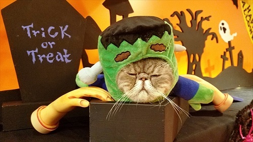 猫家大宮店