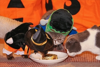 猫家大宮店