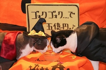 猫家大宮店