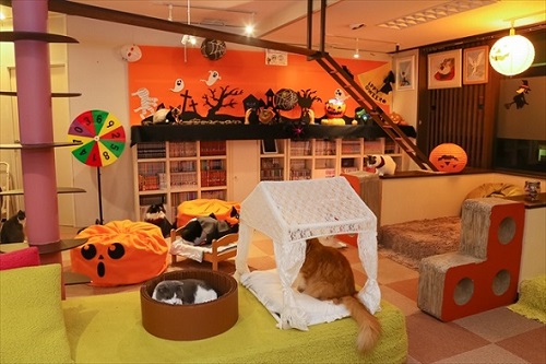 猫家大宮店