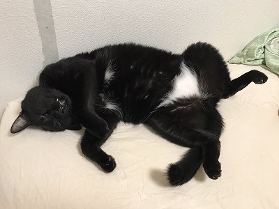 もふもふ黒猫はらまきパンツ