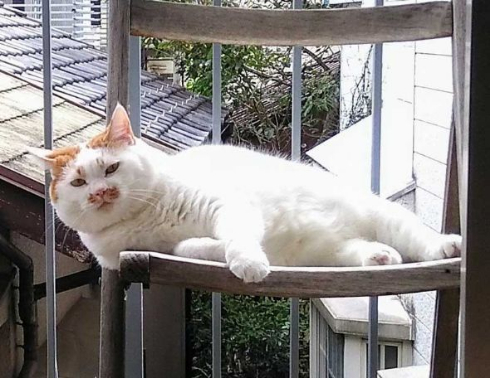 猫 外 気持ちいい 教えてくれる