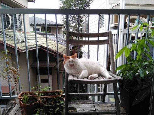 猫 外 気持ちいい 教えてくれる