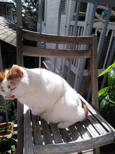 猫 外 気持ちいい 教えてくれる